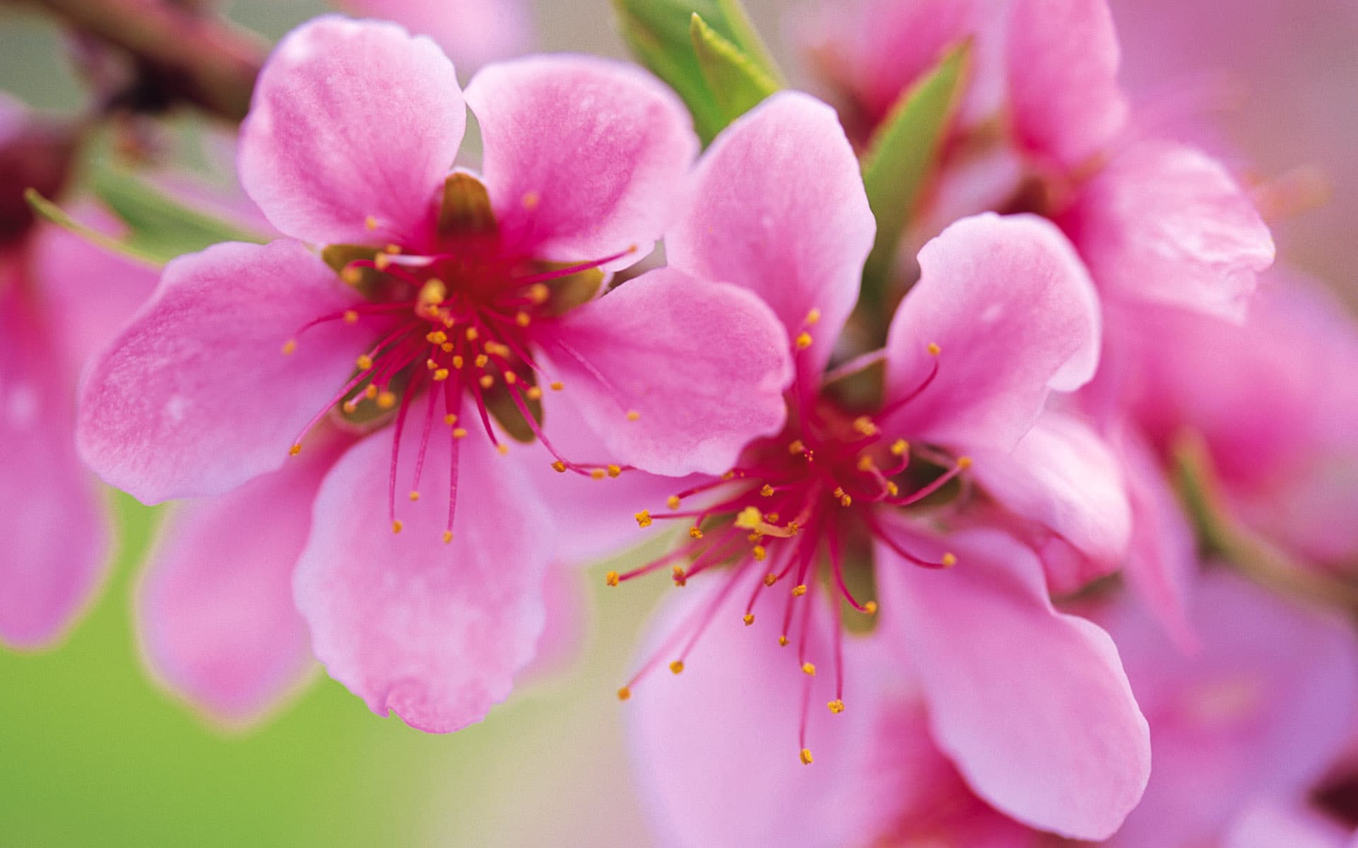 30 hình ảnh hoa đào đẹp, Những gốc cây hoa đào tết